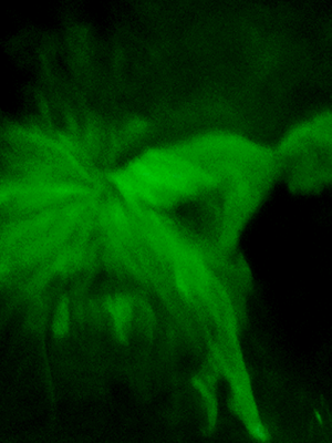 marisa ranali bailarina verde.png